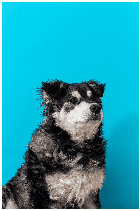 Perro 3