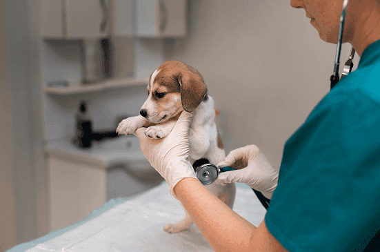 Farmacia Veterinaria